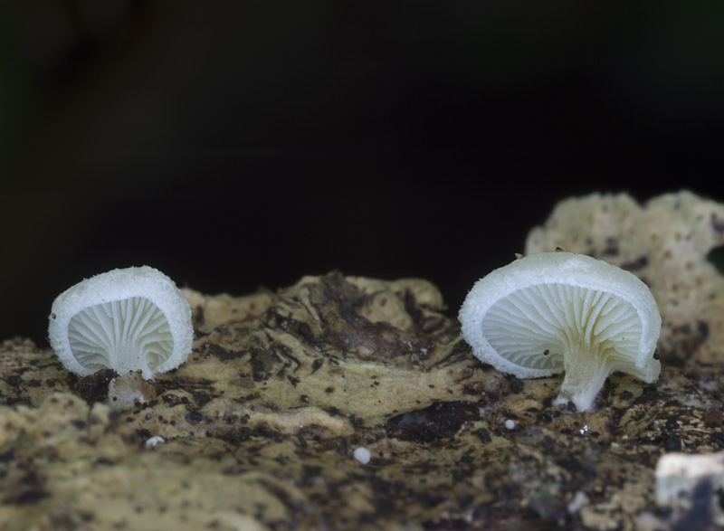 Crepidotus mollis